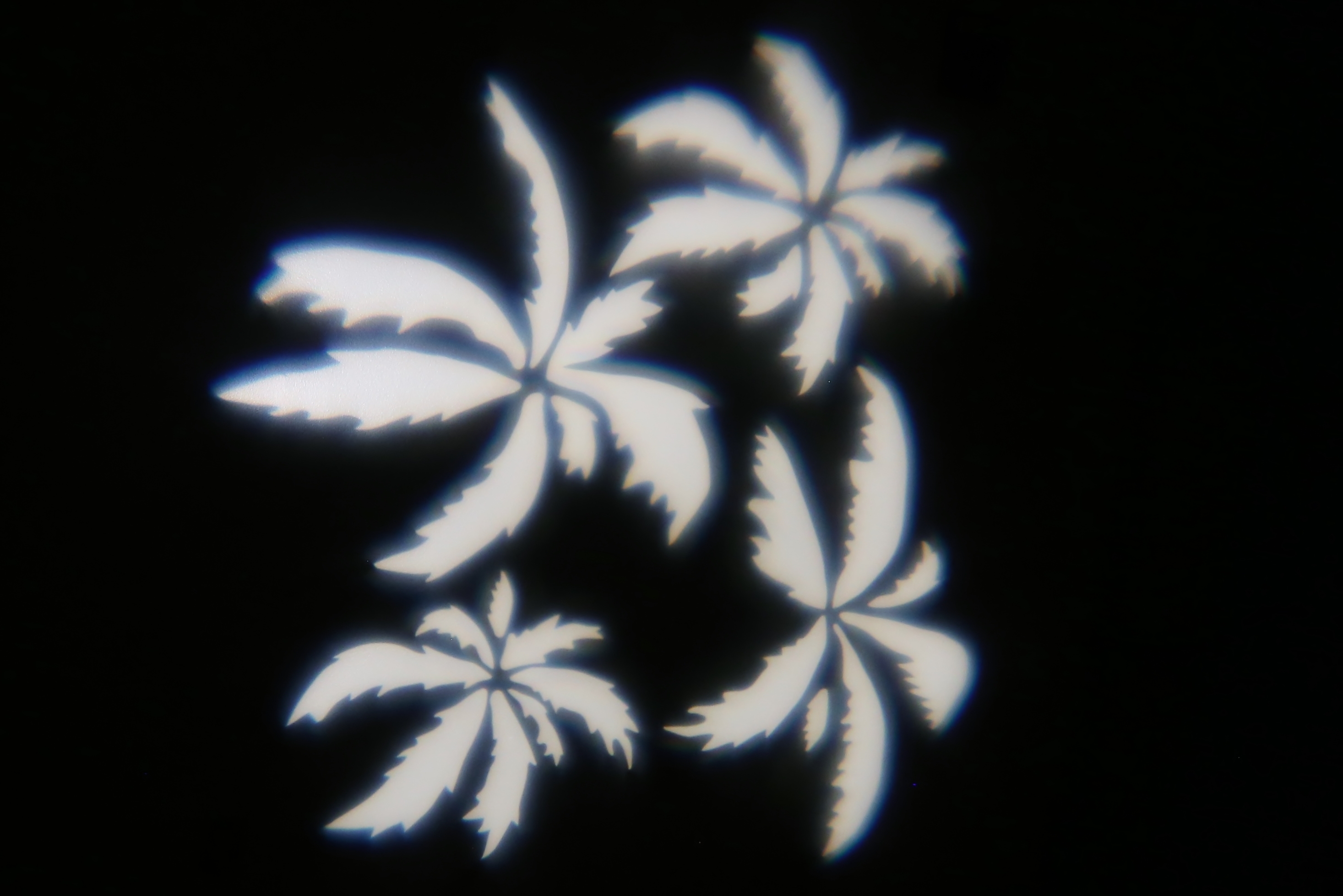 Nature - Palm Trees 1